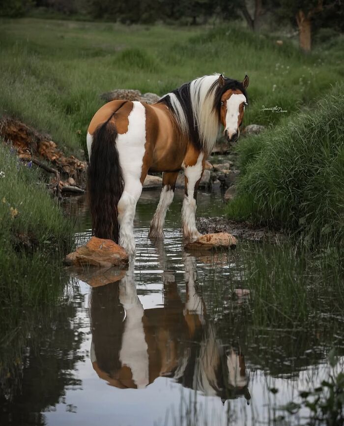 40 Horse Photos Shared By This Page That Show Their Strength, Grace, And Elegance 40 Horse Photos Shared By This Page That Show Their Strength, Grace, And Elegance