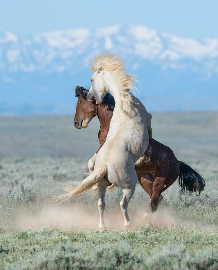 40 Horse Photos Shared By This Page That Show Their Strength, Grace, And Elegance 40 Horse Photos Shared By This Page That Show Their Strength, Grace, And Elegance