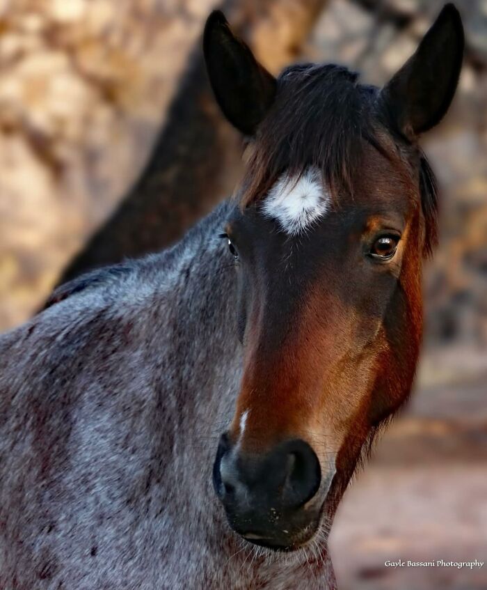 40 Horse Photos Shared By This Page That Show Their Strength, Grace, And Elegance 40 Horse Photos Shared By This Page That Show Their Strength, Grace, And Elegance