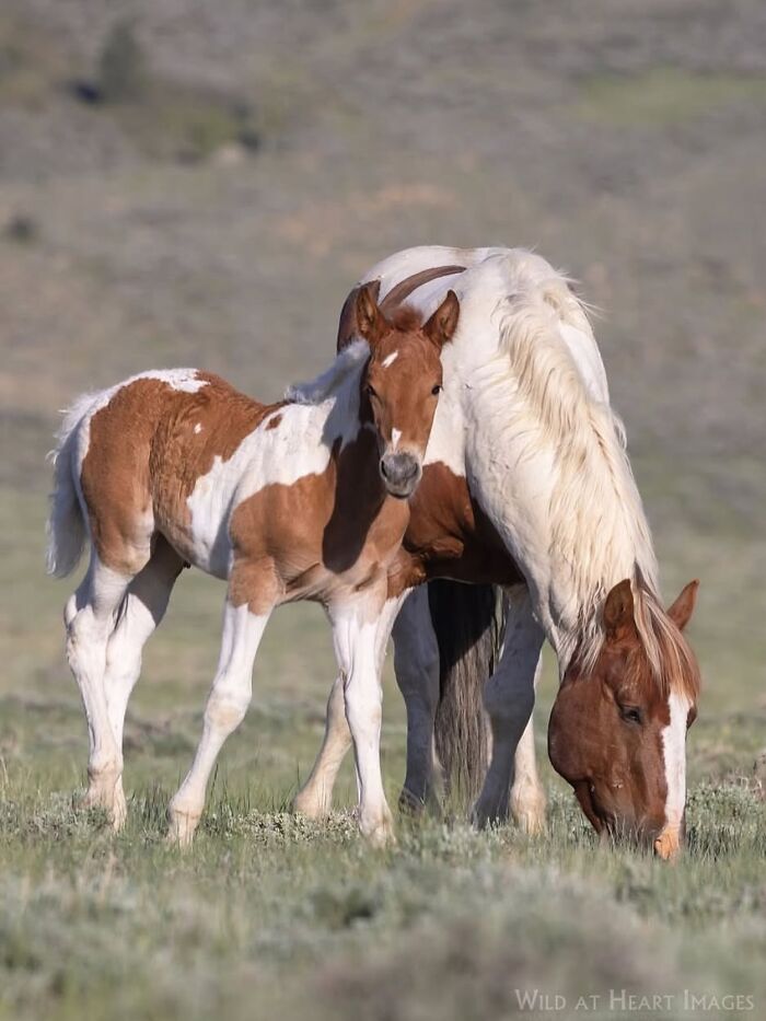 40 Horse Photos Shared By This Page That Show Their Strength, Grace, And Elegance 40 Horse Photos Shared By This Page That Show Their Strength, Grace, And Elegance