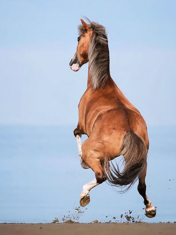 40 Horse Photos Shared By This Page That Show Their Strength, Grace, And Elegance 40 Horse Photos Shared By This Page That Show Their Strength, Grace, And Elegance