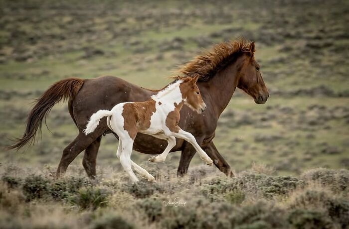 40 Horse Photos Shared By This Page That Show Their Strength, Grace, And Elegance 40 Horse Photos Shared By This Page That Show Their Strength, Grace, And Elegance