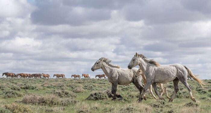 40 Horse Photos Shared By This Page That Show Their Strength, Grace, And Elegance 40 Horse Photos Shared By This Page That Show Their Strength, Grace, And Elegance