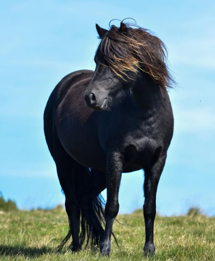 40 Horse Photos Shared By This Page That Show Their Strength, Grace, And Elegance 40 Horse Photos Shared By This Page That Show Their Strength, Grace, And Elegance