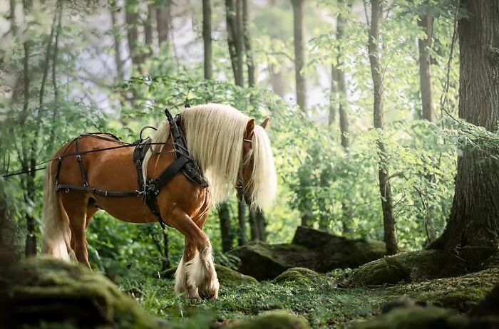 40 Horse Photos Shared By This Page That Show Their Strength, Grace, And Elegance 40 Horse Photos Shared By This Page That Show Their Strength, Grace, And Elegance