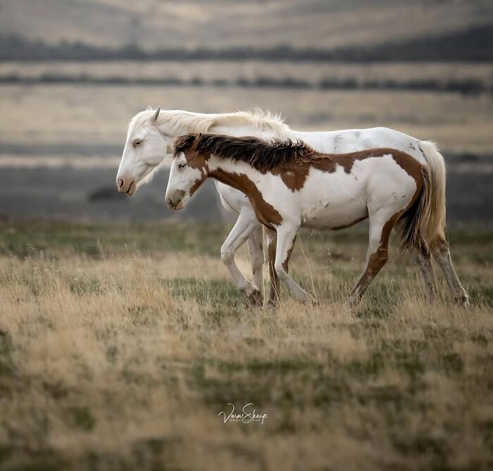 40 Horse Photos Shared By This Page That Show Their Strength, Grace, And Elegance 40 Horse Photos Shared By This Page That Show Their Strength, Grace, And Elegance