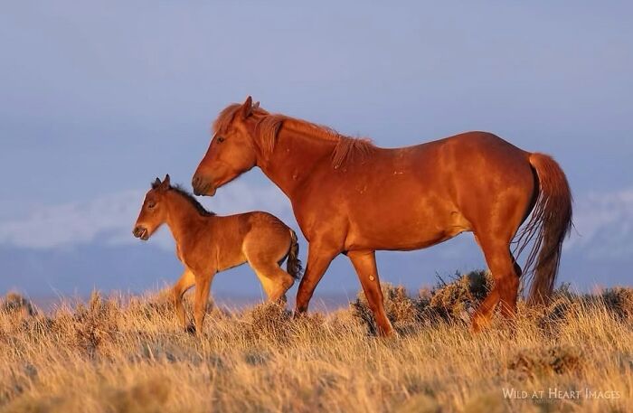 40 Horse Photos Shared By This Page That Show Their Strength, Grace, And Elegance 40 Horse Photos Shared By This Page That Show Their Strength, Grace, And Elegance