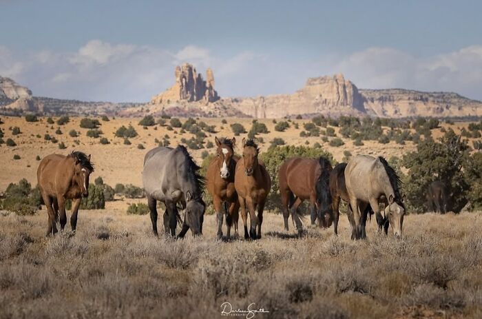40 Horse Photos Shared By This Page That Show Their Strength, Grace, And Elegance 40 Horse Photos Shared By This Page That Show Their Strength, Grace, And Elegance
