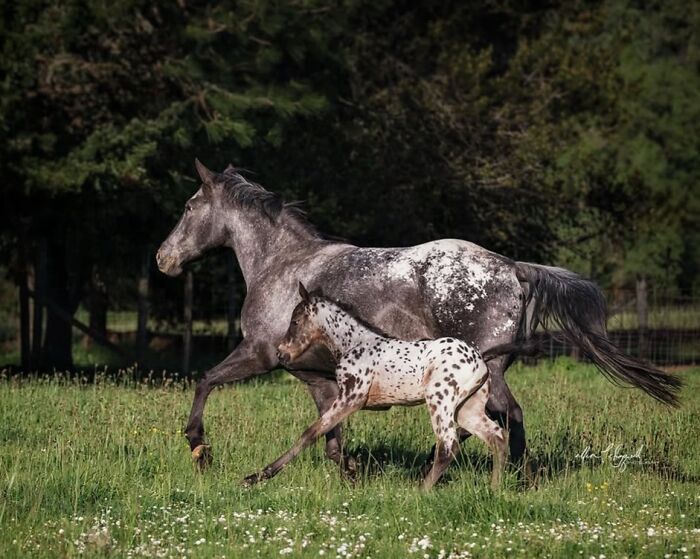 40 Horse Photos Shared By This Page That Show Their Strength, Grace, And Elegance 40 Horse Photos Shared By This Page That Show Their Strength, Grace, And Elegance