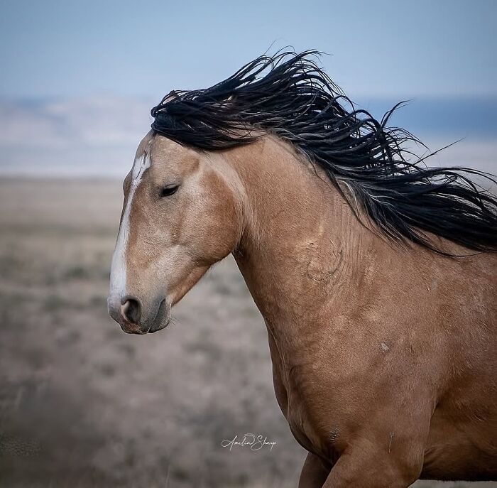 40 Horse Photos Shared By This Page That Show Their Strength, Grace, And Elegance 40 Horse Photos Shared By This Page That Show Their Strength, Grace, And Elegance