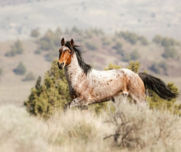 40 Horse Photos Shared By This Page That Show Their Strength, Grace, And Elegance 40 Horse Photos Shared By This Page That Show Their Strength, Grace, And Elegance