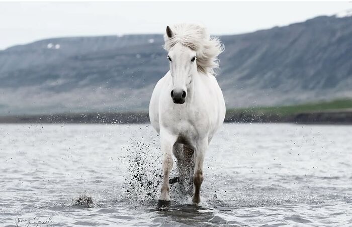 40 Horse Photos Shared By This Page That Show Their Strength, Grace, And Elegance 40 Horse Photos Shared By This Page That Show Their Strength, Grace, And Elegance