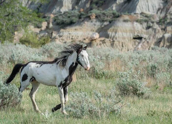 40 Horse Photos Shared By This Page That Show Their Strength, Grace, And Elegance 40 Horse Photos Shared By This Page That Show Their Strength, Grace, And Elegance