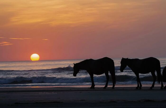 40 Horse Photos Shared By This Page That Show Their Strength, Grace, And Elegance 40 Horse Photos Shared By This Page That Show Their Strength, Grace, And Elegance