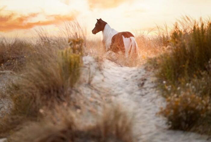 40 Horse Photos Shared By This Page That Show Their Strength, Grace, And Elegance 40 Horse Photos Shared By This Page That Show Their Strength, Grace, And Elegance