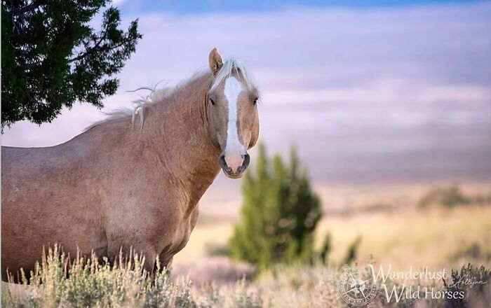 40 Horse Photos Shared By This Page That Show Their Strength, Grace, And Elegance 40 Horse Photos Shared By This Page That Show Their Strength, Grace, And Elegance
