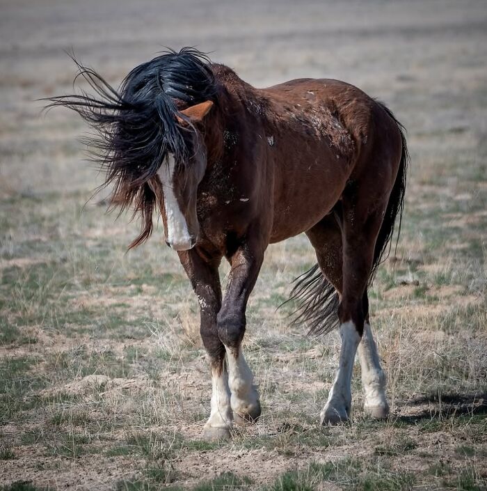40 Horse Photos Shared By This Page That Show Their Strength, Grace, And Elegance 40 Horse Photos Shared By This Page That Show Their Strength, Grace, And Elegance