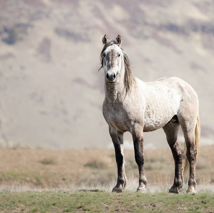 40 Horse Photos Shared By This Page That Show Their Strength, Grace, And Elegance 40 Horse Photos Shared By This Page That Show Their Strength, Grace, And Elegance