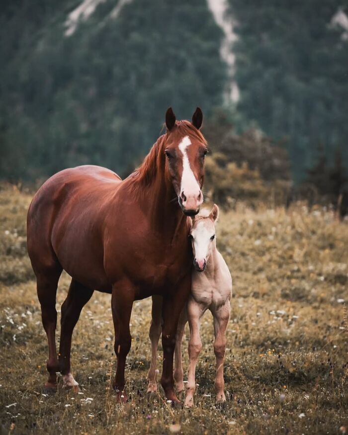 40 Horse Photos Shared By This Page That Show Their Strength, Grace, And Elegance 40 Horse Photos Shared By This Page That Show Their Strength, Grace, And Elegance