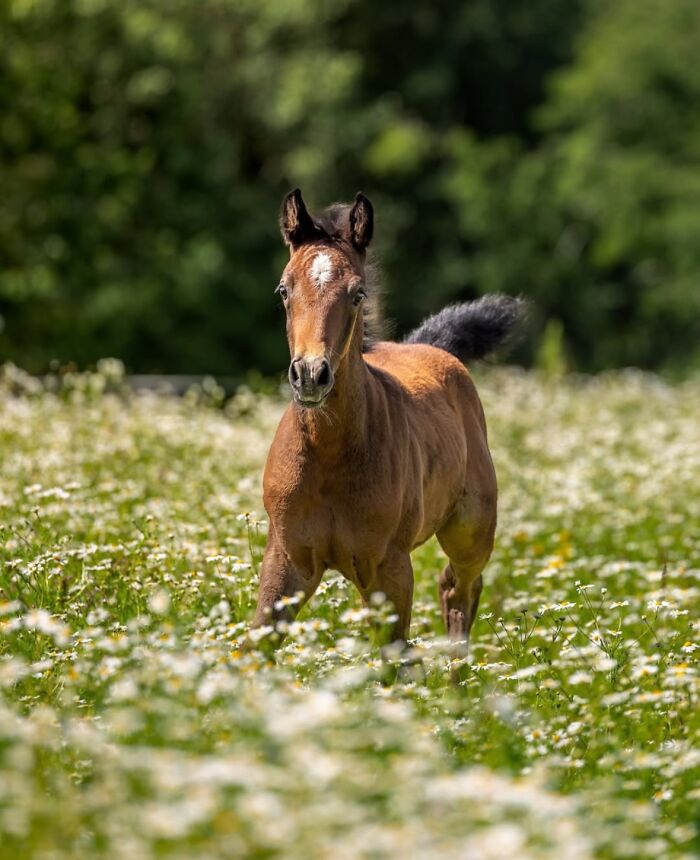 40 Horse Photos Shared By This Page That Show Their Strength, Grace, And Elegance 40 Horse Photos Shared By This Page That Show Their Strength, Grace, And Elegance