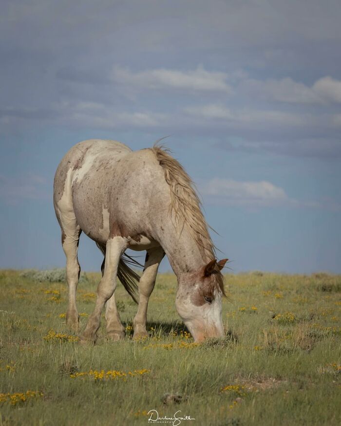 40 Horse Photos Shared By This Page That Show Their Strength, Grace, And Elegance 40 Horse Photos Shared By This Page That Show Their Strength, Grace, And Elegance