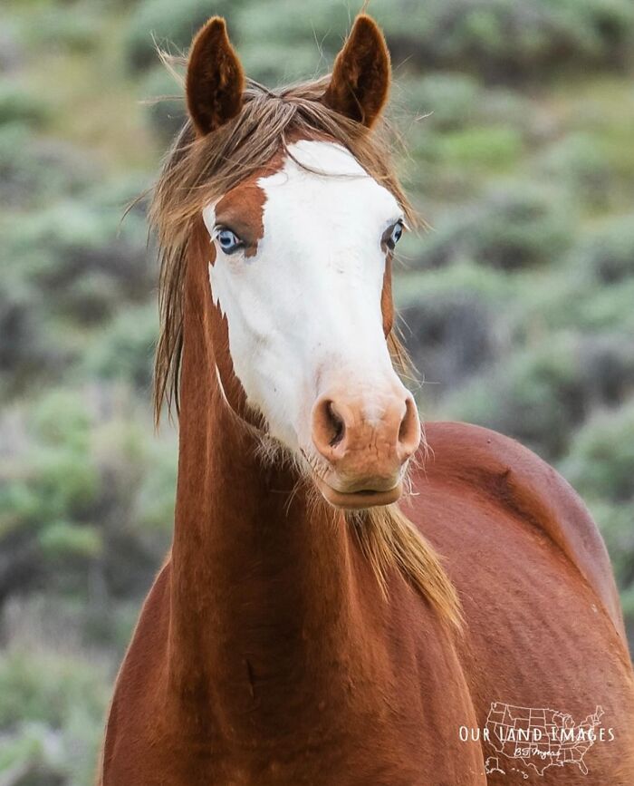 40 Horse Photos Shared By This Page That Show Their Strength, Grace, And Elegance 40 Horse Photos Shared By This Page That Show Their Strength, Grace, And Elegance