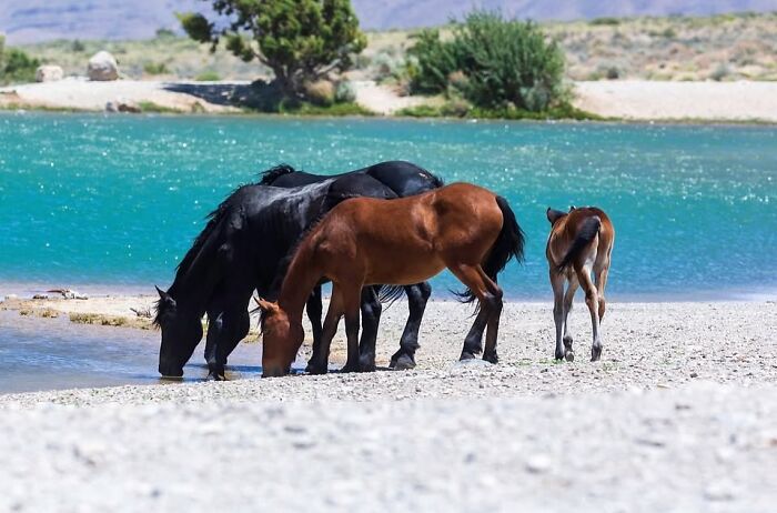 40 Horse Photos Shared By This Page That Show Their Strength, Grace, And Elegance 40 Horse Photos Shared By This Page That Show Their Strength, Grace, And Elegance