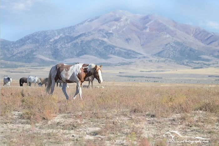 40 Horse Photos Shared By This Page That Show Their Strength, Grace, And Elegance 40 Horse Photos Shared By This Page That Show Their Strength, Grace, And Elegance