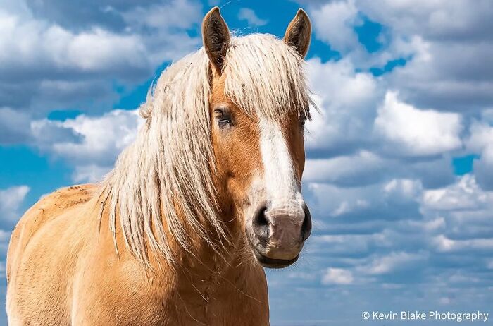 40 Horse Photos Shared By This Page That Show Their Strength, Grace, And Elegance 40 Horse Photos Shared By This Page That Show Their Strength, Grace, And Elegance