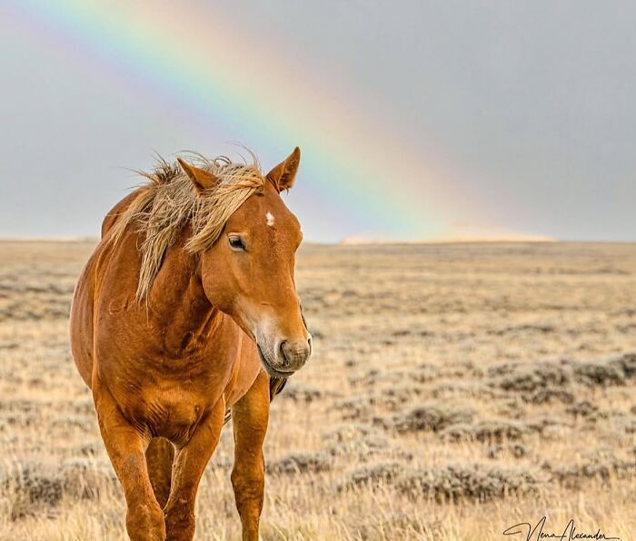40 Horse Photos Shared By This Page That Show Their Strength, Grace, And Elegance 40 Horse Photos Shared By This Page That Show Their Strength, Grace, And Elegance