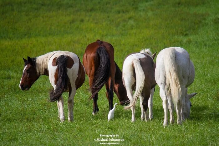 40 Horse Photos Shared By This Page That Show Their Strength, Grace, And Elegance 40 Horse Photos Shared By This Page That Show Their Strength, Grace, And Elegance