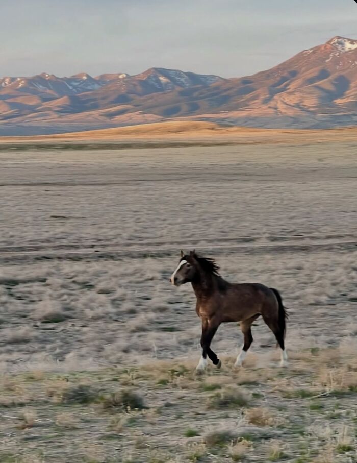 40 Horse Photos Shared By This Page That Show Their Strength, Grace, And Elegance 40 Horse Photos Shared By This Page That Show Their Strength, Grace, And Elegance