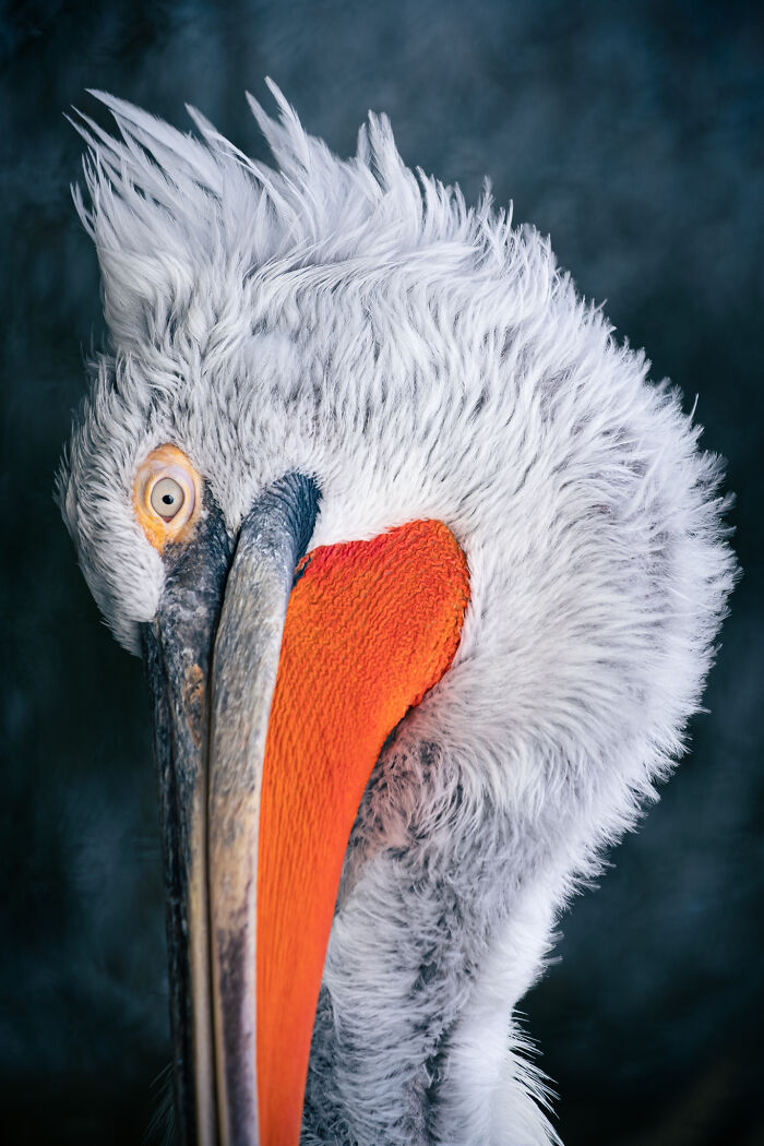 This Award-Winning Photographer Captures The Beauty Of Nature Through Extraordinary Close-Up Portraits (35 Pics) This Award-Winning Photographer Captures The Beauty Of Nature Through Extraordinary Close-Up Portraits (35 Pics)
