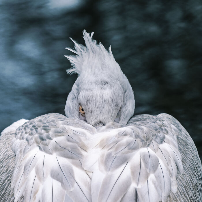 This Award-Winning Photographer Captures The Beauty Of Nature Through Extraordinary Close-Up Portraits (35 Pics) This Award-Winning Photographer Captures The Beauty Of Nature Through Extraordinary Close-Up Portraits (35 Pics)