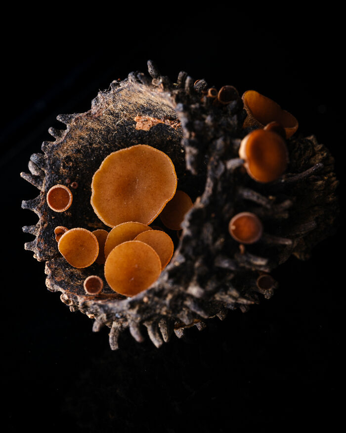 This Award-Winning Photographer Captures The Beauty Of Nature Through Extraordinary Close-Up Portraits (35 Pics) This Award-Winning Photographer Captures The Beauty Of Nature Through Extraordinary Close-Up Portraits (35 Pics)