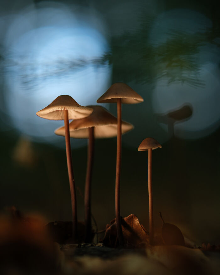 This Award-Winning Photographer Captures The Beauty Of Nature Through Extraordinary Close-Up Portraits (35 Pics) This Award-Winning Photographer Captures The Beauty Of Nature Through Extraordinary Close-Up Portraits (35 Pics)