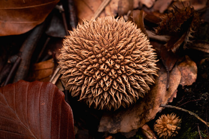 This Award-Winning Photographer Captures The Beauty Of Nature Through Extraordinary Close-Up Portraits (35 Pics) This Award-Winning Photographer Captures The Beauty Of Nature Through Extraordinary Close-Up Portraits (35 Pics)