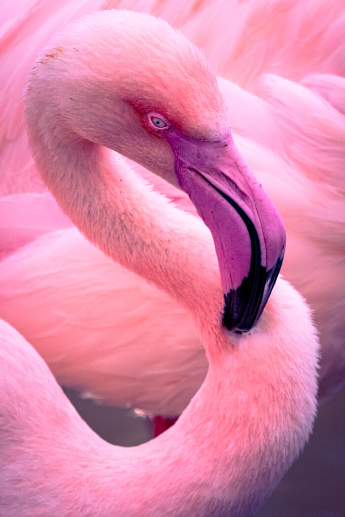 This Award-Winning Photographer Captures The Beauty Of Nature Through Extraordinary Close-Up Portraits (35 Pics) This Award-Winning Photographer Captures The Beauty Of Nature Through Extraordinary Close-Up Portraits (35 Pics)