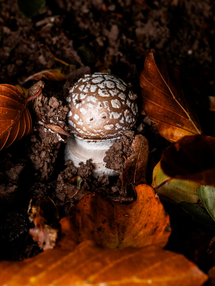 This Award-Winning Photographer Captures The Beauty Of Nature Through Extraordinary Close-Up Portraits (35 Pics) This Award-Winning Photographer Captures The Beauty Of Nature Through Extraordinary Close-Up Portraits (35 Pics)