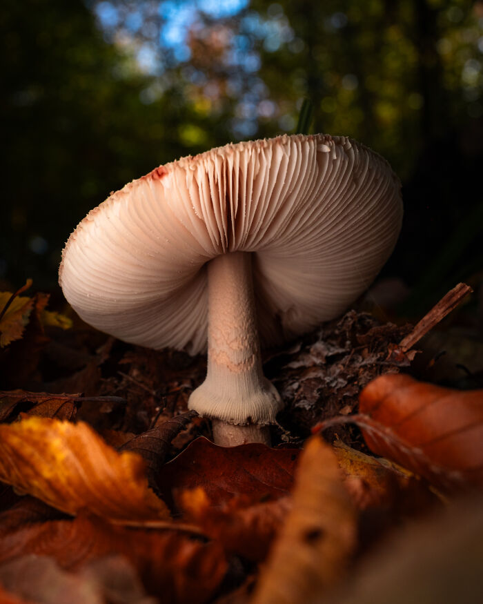 This Award-Winning Photographer Captures The Beauty Of Nature Through Extraordinary Close-Up Portraits (35 Pics) This Award-Winning Photographer Captures The Beauty Of Nature Through Extraordinary Close-Up Portraits (35 Pics)