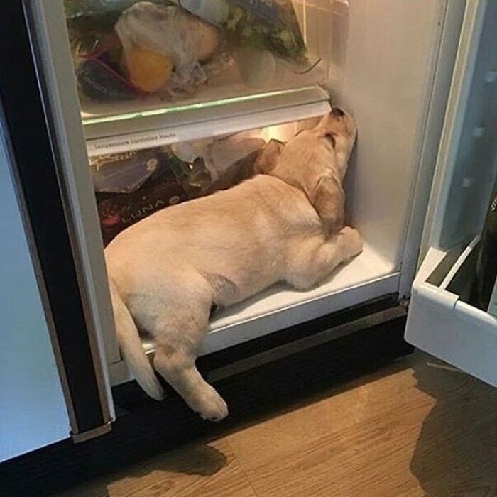 43 Adorable Animal Pics Shared By &ldquo;Cute Emergency&rdquo; That Might Instantly Brighten Your Day
