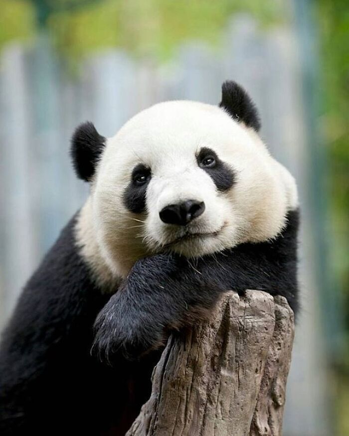 43 Adorable Animal Pics Shared By &ldquo;Cute Emergency&rdquo; That Might Instantly Brighten Your Day