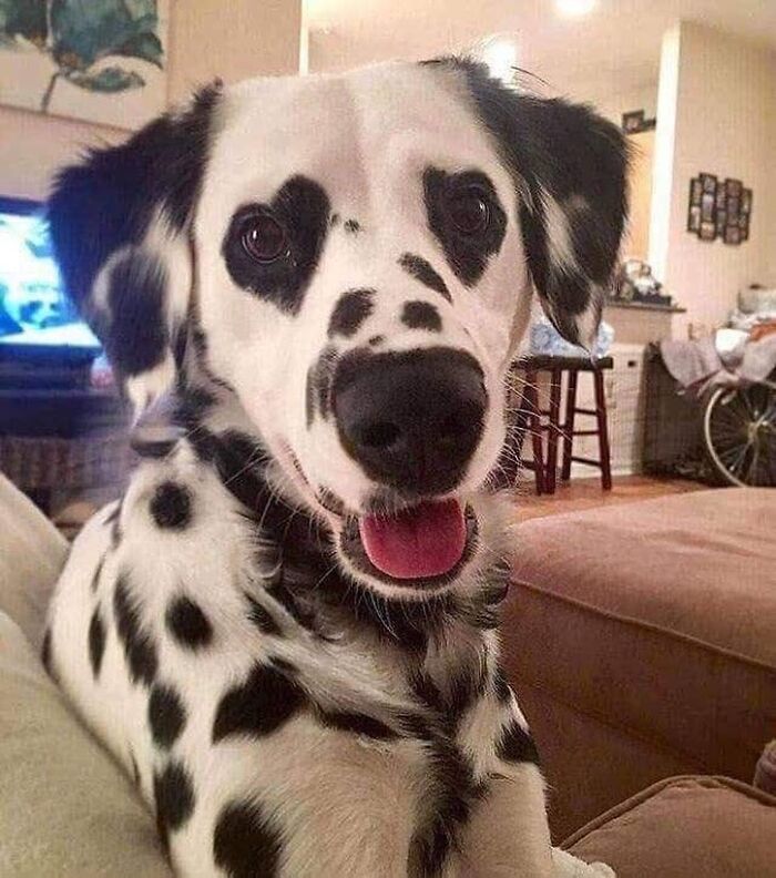 43 Adorable Animal Pics Shared By &ldquo;Cute Emergency&rdquo; That Might Instantly Brighten Your Day