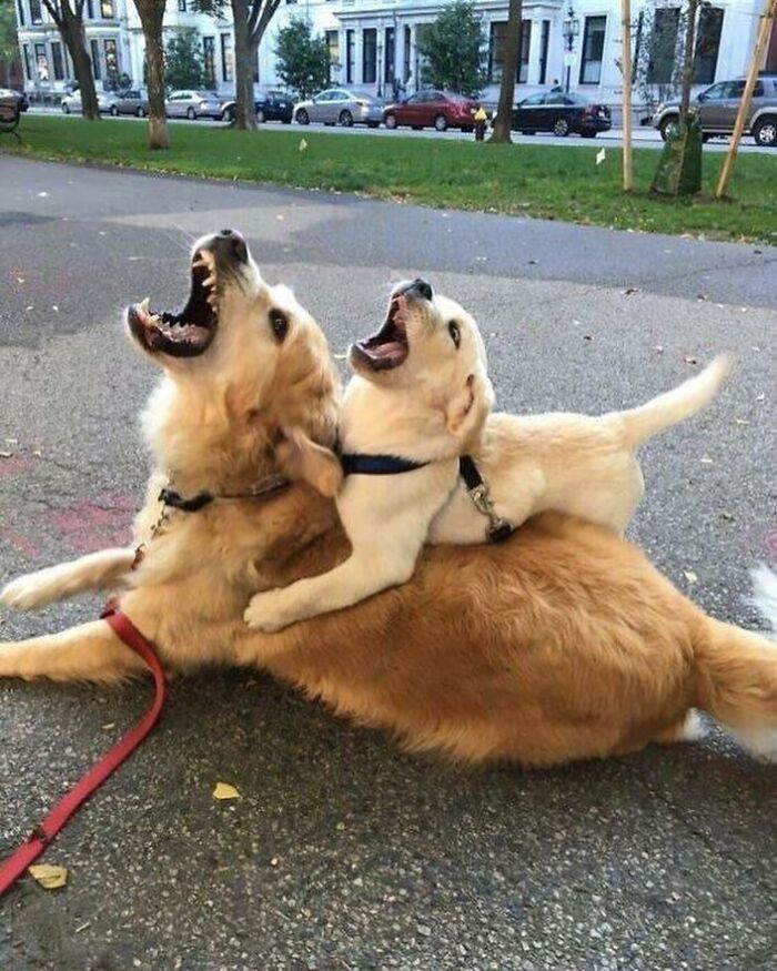 43 Adorable Animal Pics Shared By &ldquo;Cute Emergency&rdquo; That Might Instantly Brighten Your Day