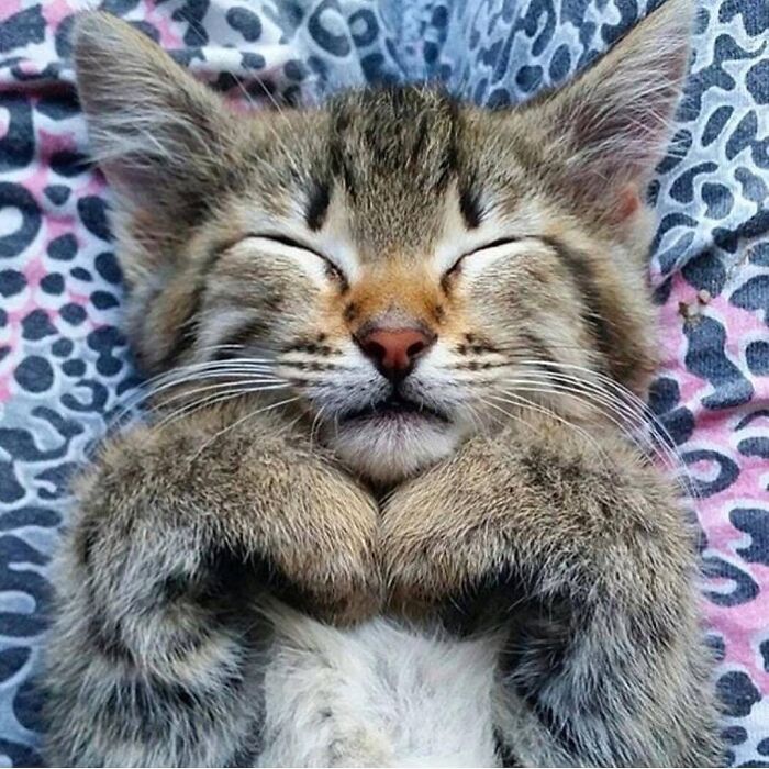 43 Adorable Animal Pics Shared By &ldquo;Cute Emergency&rdquo; That Might Instantly Brighten Your Day