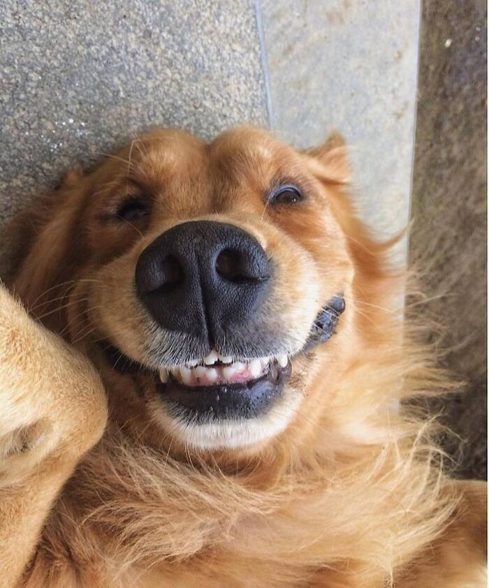 43 Adorable Animal Pics Shared By &ldquo;Cute Emergency&rdquo; That Might Instantly Brighten Your Day