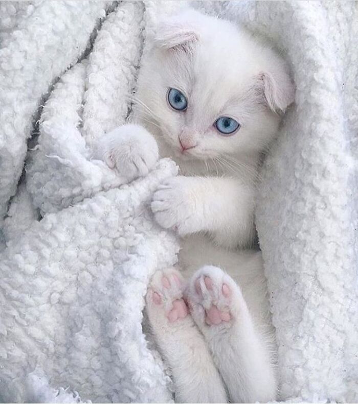 43 Adorable Animal Pics Shared By &ldquo;Cute Emergency&rdquo; That Might Instantly Brighten Your Day