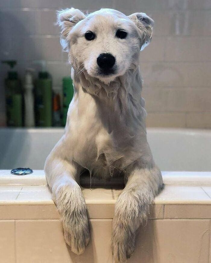 43 Adorable Animal Pics Shared By &ldquo;Cute Emergency&rdquo; That Might Instantly Brighten Your Day