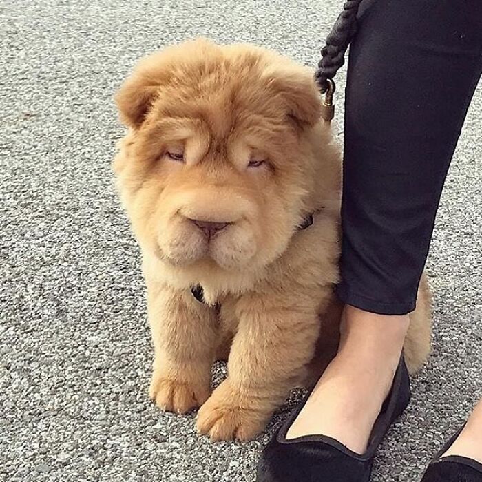43 Adorable Animal Pics Shared By &ldquo;Cute Emergency&rdquo; That Might Instantly Brighten Your Day