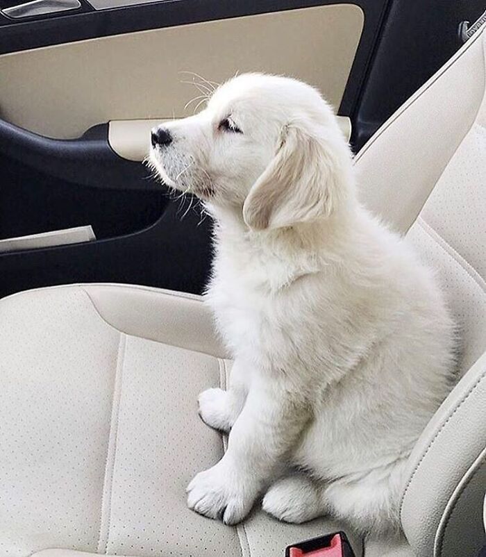 43 Adorable Animal Pics Shared By &ldquo;Cute Emergency&rdquo; That Might Instantly Brighten Your Day